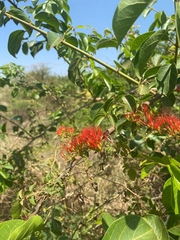 Combretum microphyllum