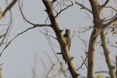 Sphyrapicus thyroideus