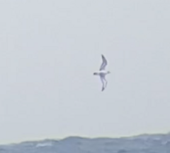 Procellariidae