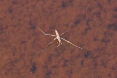 Limnoporus notabilis