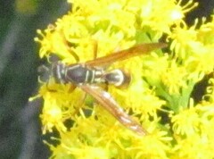 Polistes fuscatus