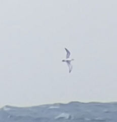 Procellariidae