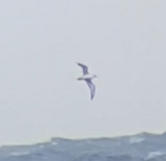 Procellariidae