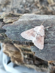 Adalbertia castiliaria
