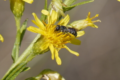 Osmiini