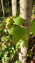Acer nigrum