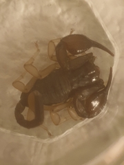 Euscorpius