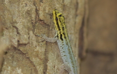 Lygodactylus scorteccii