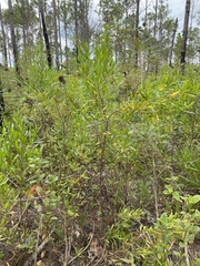 Dodonaea viscosa angustifolia