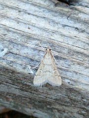 Dolicharthria punctalis