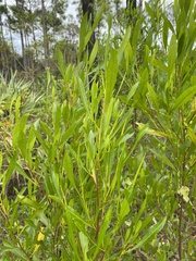 Dodonaea viscosa angustifolia