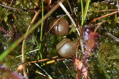 Ascocoryne turficola