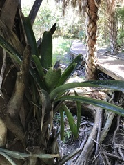 Bromelioideae
