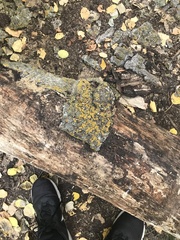 Candelariella rosulans