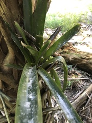 Bromelioideae