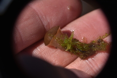 Ascocoryne turficola