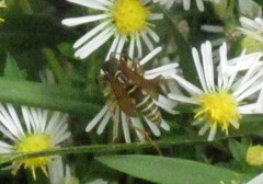 Polistes fuscatus