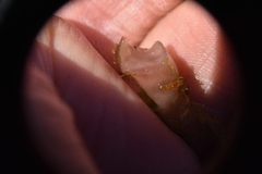 Ascocoryne turficola