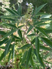 Vitex negundo