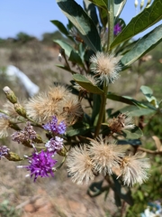 Vernonieae