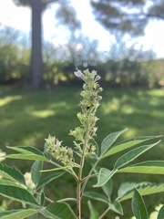 Vitex negundo