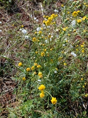 Senecio ilicifolius