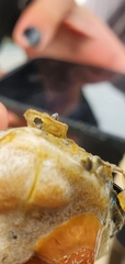 Caprella