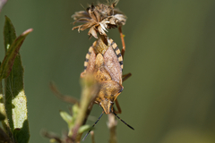 Carpocoris pudicus