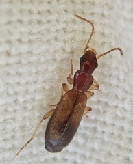 Paradromius linearis