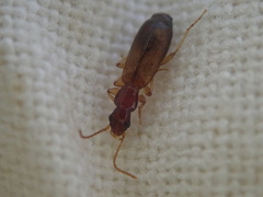 Paradromius linearis