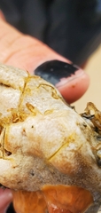 Caprella