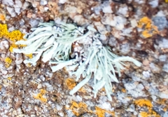 Ramalina siliquosa