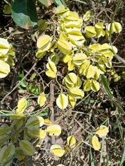 Combretum microphyllum