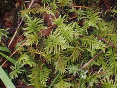 Kindbergia oregana