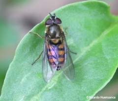 Syrphus octomaculatus