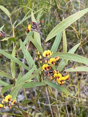 Daviesia corymbosa