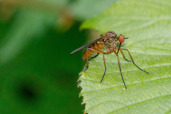 Empis livida