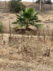 Washingtonia