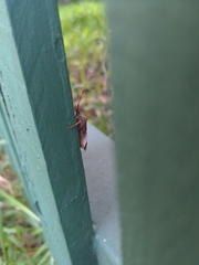 Leptoglossus oppositus