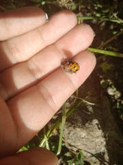 Coccinella nugatoria