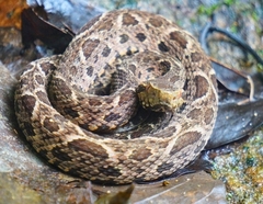 Bothrops jararacussu