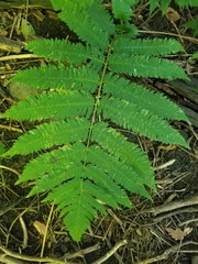 Dryopteris goldieana
