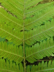 Dryopteris goldieana