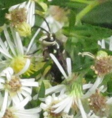 Dolichovespula maculata