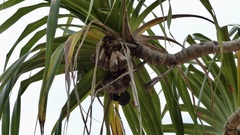 Pandanus tectorius