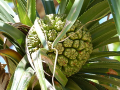 Pandanus tectorius