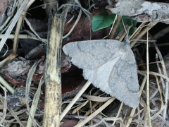 Onychora agaritharia