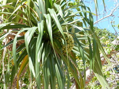 Pandanus tectorius