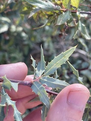 Berberis nevinii