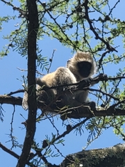 Chlorocebus pygerythrus